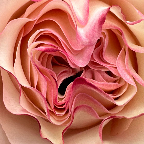 Country Spirit Candy