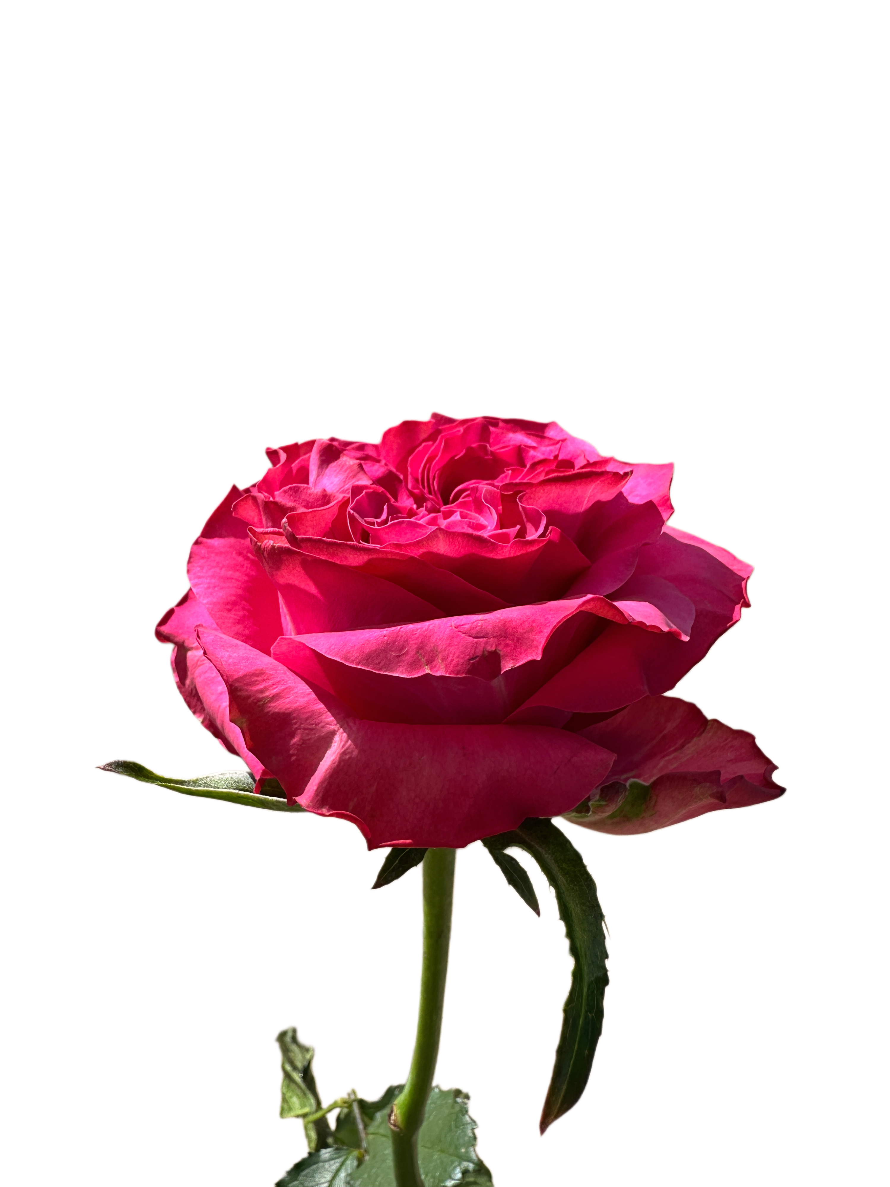 Country Sp. Blues thumbnail