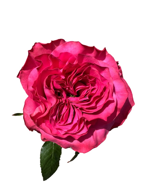 Country Sp. Blues thumbnail