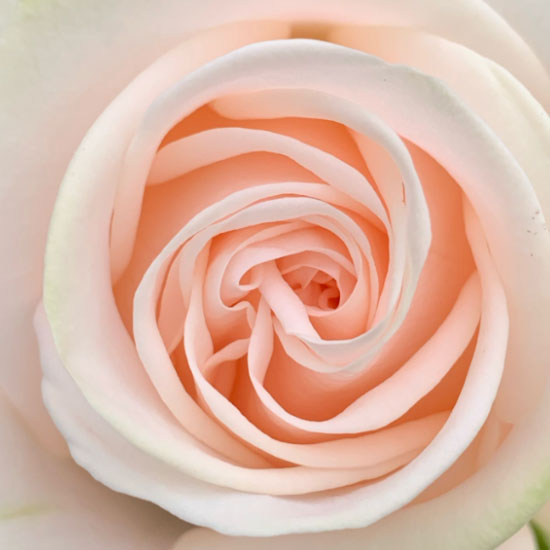 Wedding Rose