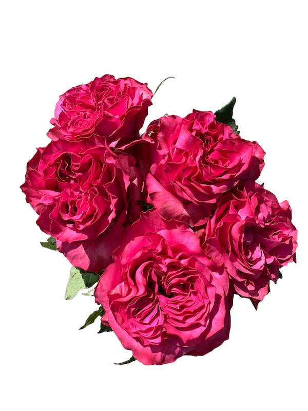 Country Sp. Blues thumbnail